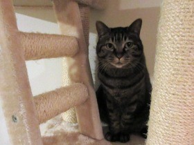愛猫が激しく口を開けたり閉じたり　　えっ、歯が抜けた！？