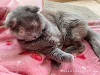 【ビフォー写真】こんなに可愛い猫ちゃんが…（西野つかさlove j&mさん提供）