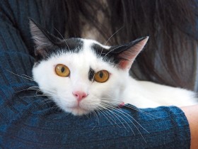 猫の多頭飼育崩壊は人の問題　保護だけでなく社会福祉の仕組みを