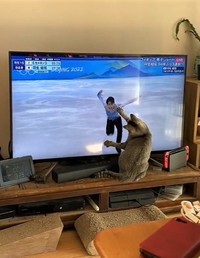 羽生選手が滑り始めたら、お手てでチョイチョイしながら追い掛けるシータちゃん（りょさん提供、Twitterよりキャプチャ撮影）