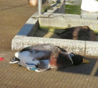 心配になるような寝姿で話題になったカモ