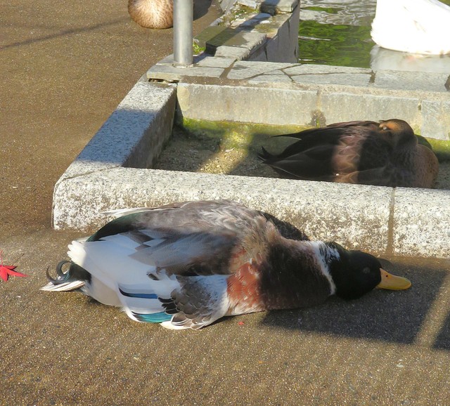 心配になるような寝姿で話題になったカモ