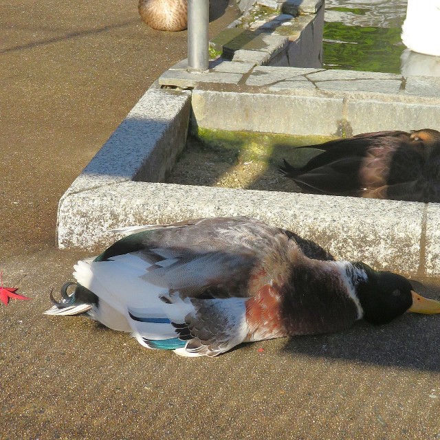 心配になるような寝姿で話題になったカモ