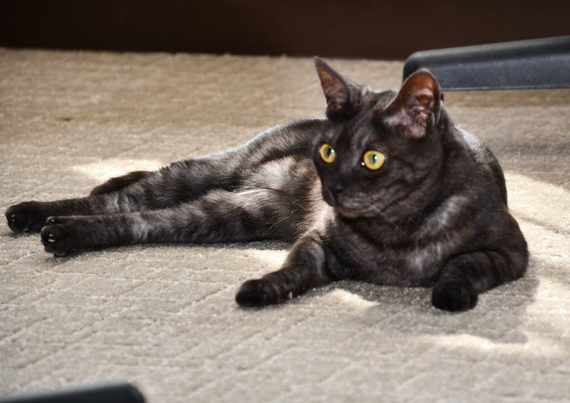 自衛隊栃木地方協力本部の「公式ねこ」羊子ちゃん／自衛隊栃木地方協力本部 公式X（@tochigi_pco）