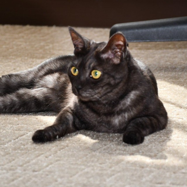 自衛隊栃木地方協力本部の「公式ねこ」羊子ちゃん／自衛隊栃木地方協力本部 公式X（@tochigi_pco）