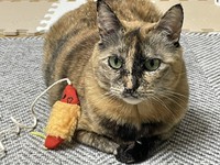 家猫ライフでは、お気に入りのおもちゃができた