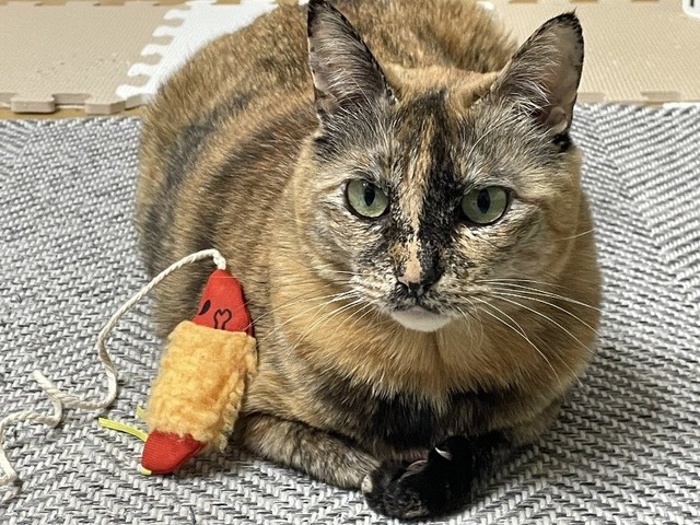家猫ライフでは、お気に入りのおもちゃができた
