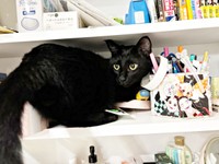 棚にすっぽりと収まるどんちゃん（画像提供：おぬどんさん）