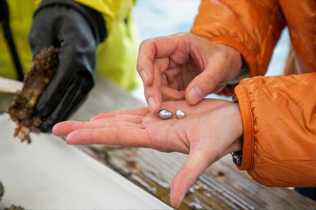 うちの子の真珠との対面時