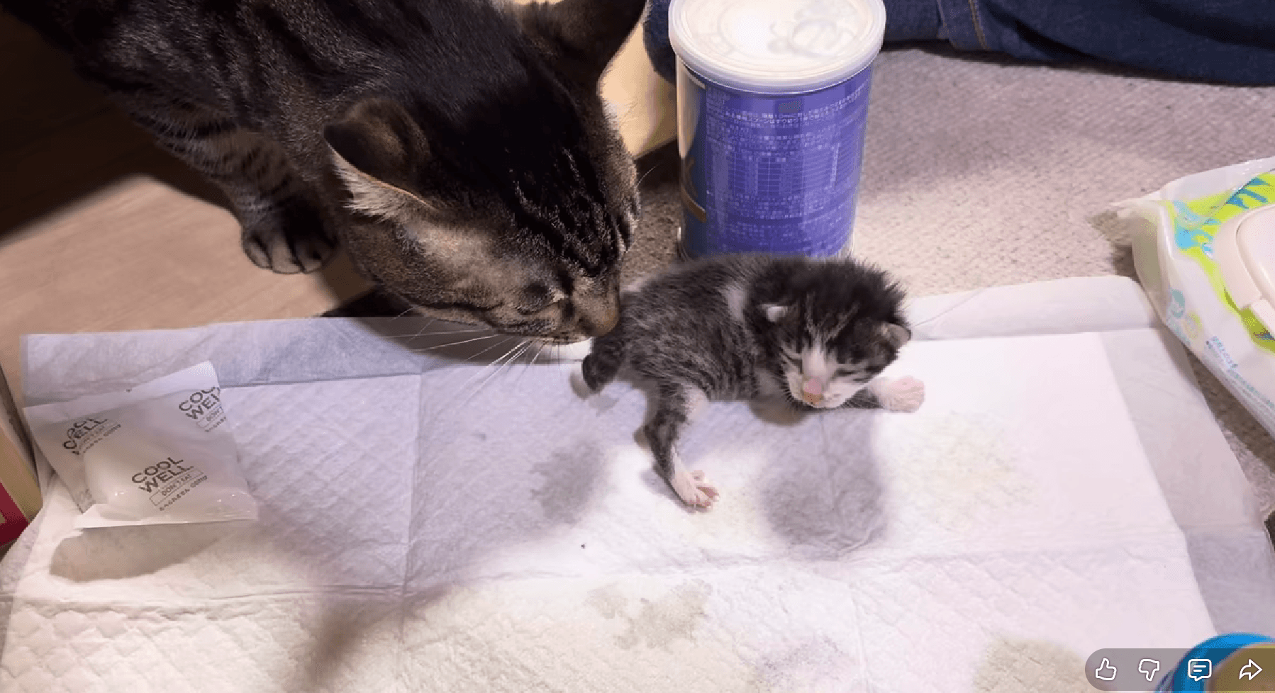 先住猫も子猫が気になる様子／画像提供：飼育係