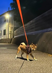 朝4時の攻防戦！ 海珠ちゃんvs飼い主さん、この後の展開は…（画像提供：海珠 四国犬さん）