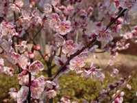 「鈴鹿の関」という梅＝K.Sakuraiさん（@arborist_saku）提供