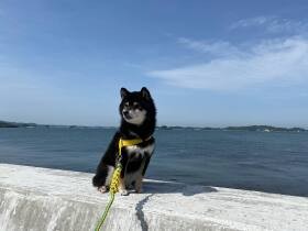 2023年カメラを向けると目を背ける姿がうちの柴犬と同じで笑っちゃったで賞　黒柴「ひまわり」　