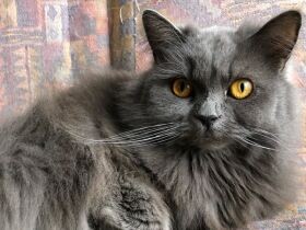 お休みの日はまったり過ごすのが一番にゃ　スコティッシュ「華」