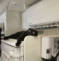 冷風を特等席で浴びるぷりもちゃん（提供：ふわもさん）