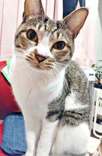 優しい家族に囲まれてーー5歳を迎えたティダさん（画像提供：むうむうとネコさん）