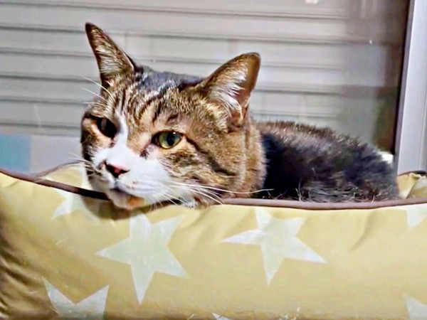 ベッドでくつろぐちーちゃん（画像提供：ミヤモトナオキさん）