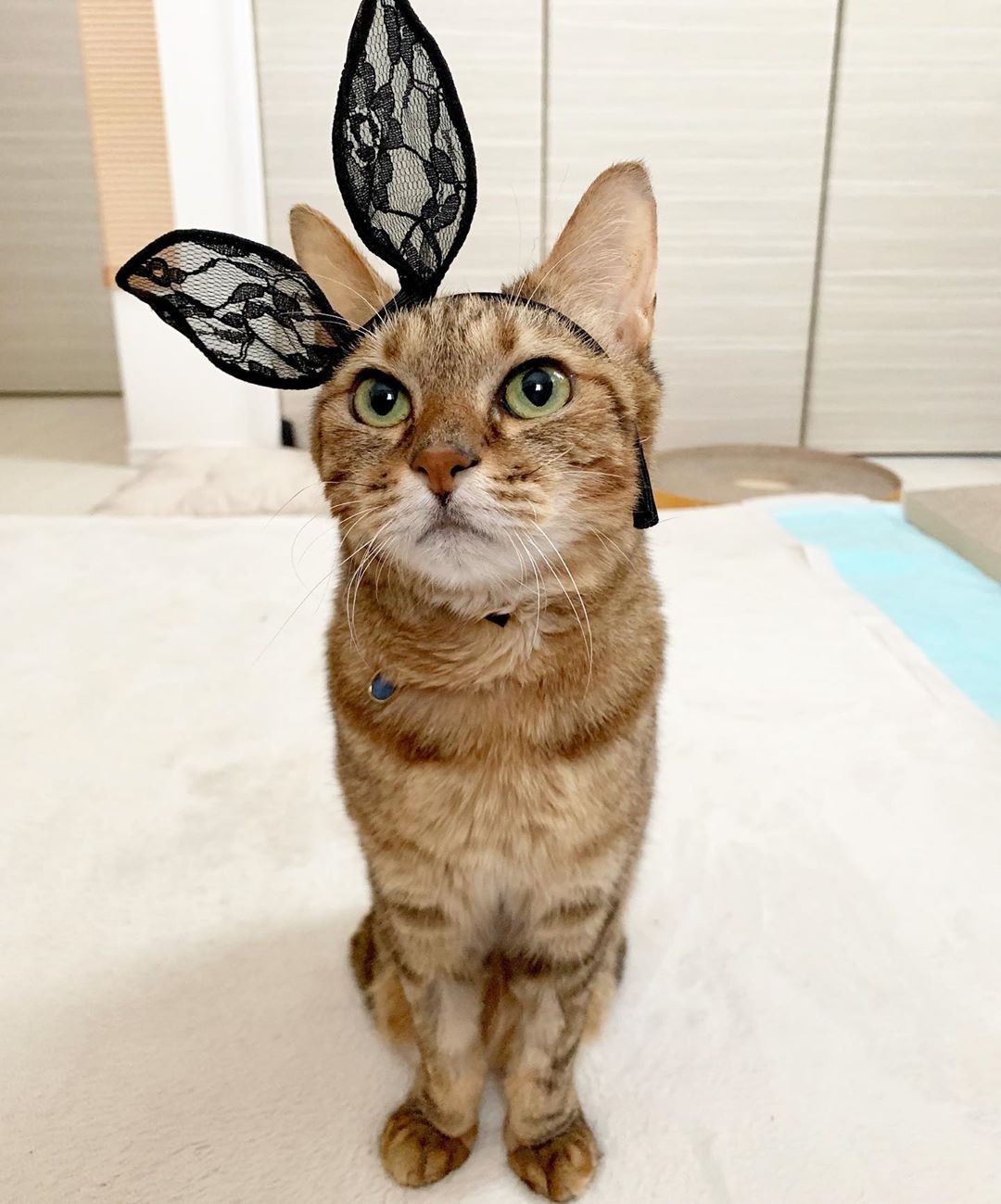 可愛くて強いめめちゃんは、希望の光のような存在