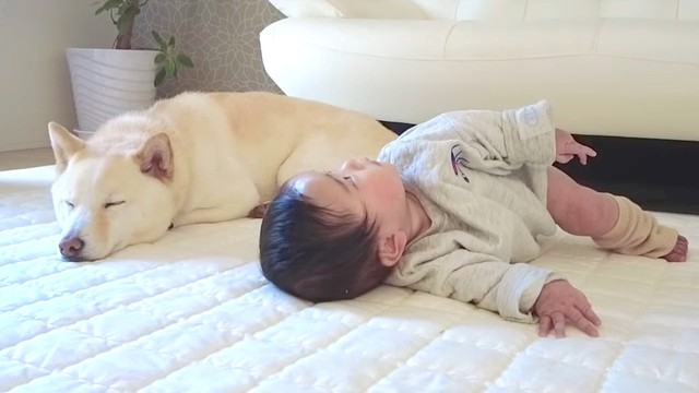 もうすぐ寝返り返りが成功しそう……！（提供：豆柴もち暮らしさん）