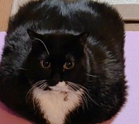 ヨガマットでくつろぐソプラノくん（提供：刻ぐるたさん）