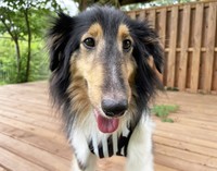 生まれてから2年間繁殖犬としての生活しか知らなかったメスのシェトランド・シープドッグのニコちゃん