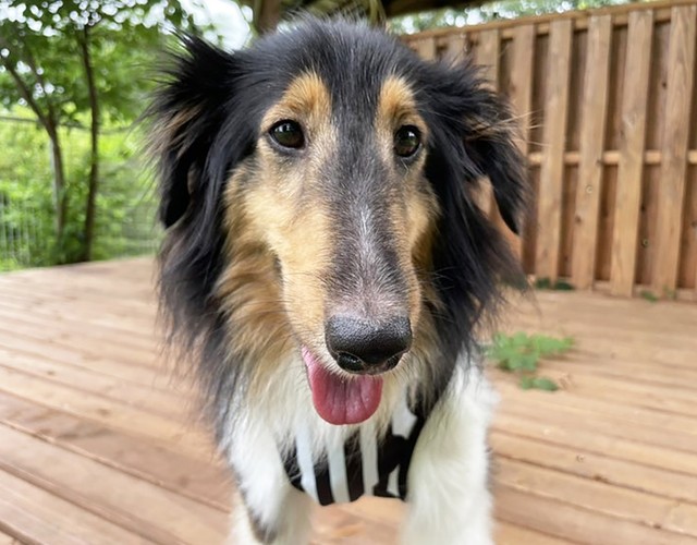 生まれてから2年間繁殖犬としての生活しか知らなかったメスのシェトランド・シープドッグのニコちゃん