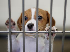 動物販売業者への環境省令　数値規制導入で犬猫の環境改善なるか