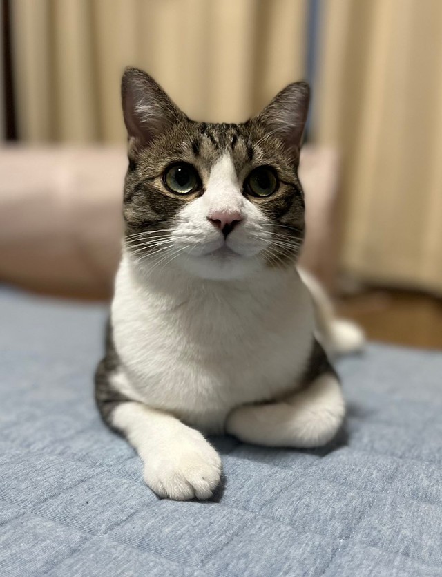 はと胸なんです