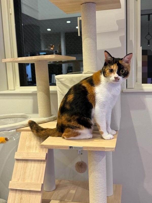 キャットタワーに登ったおこげちゃん（画像提供：カワラさん）