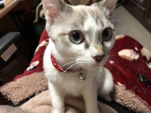 実は寂しがり屋の甘えん坊さん