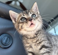 社員に迎えられた子猫の「あめ」くん（写真提供：株式会社若草プラス）