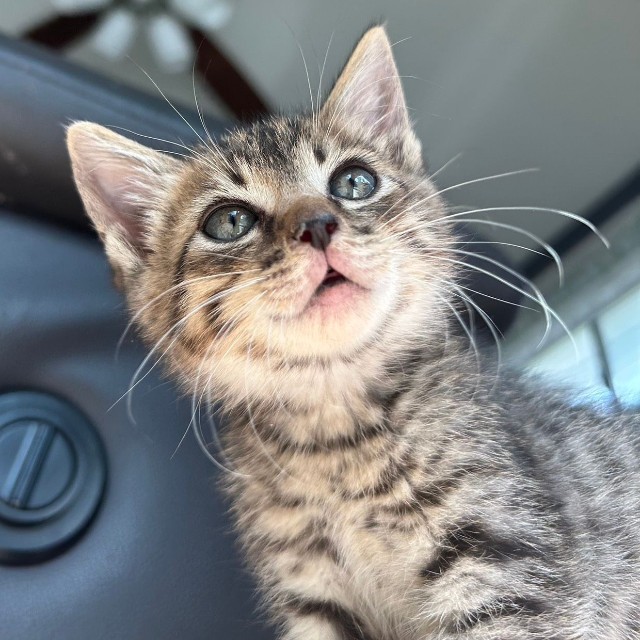 社員に迎えられた子猫の「あめ」くん（写真提供：株式会社若草プラス）