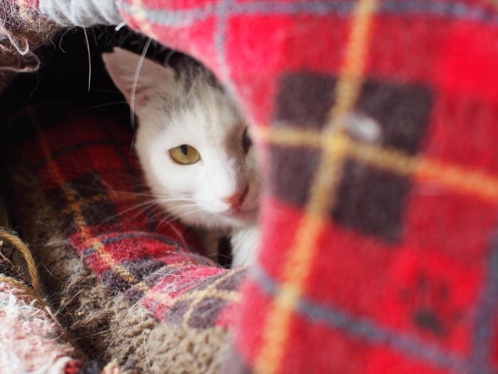 白猫ユキちゃんは、とってもナイーブ