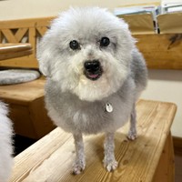 きゅるんとした瞳が愛らしいココちゃん（画像提供：ハルくん）