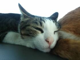 多頭飼育は情報管理が大事！　健康管理のため「猫手帳」をつけることに