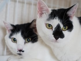 保護した猫の譲り先が決まらない…　悩みながら世話を続ける女性