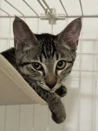 じっと飼い主さんを見つめて、愛を伝えてくれることもあった