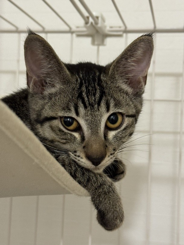 じっと飼い主さんを見つめて、愛を伝えてくれることもあった