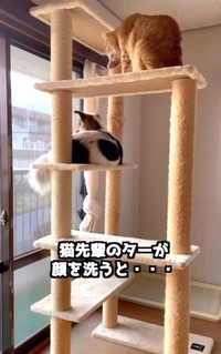 猫のターくんが顔を洗うと…（直美さん提供、Instagramよりキャプチャ撮影）