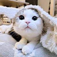 まん丸フォルムのお顔がキュートなセラくん（画像提供：今日、セラさん）