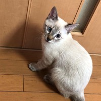 スーパーの駐輪場で鳴いていたむーちゃん