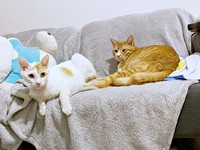 新入りの“んにゃー”ちゃん（左）と仲良くなったちまくん（右）（画像提供：ぽめさん）