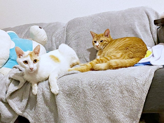 新入りの“んにゃー”ちゃん（左）と仲良くなったちまくん（右）（画像提供：ぽめさん）