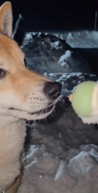 「おみつ、『お団子のおもちゃ』だよ」と声をかけるＬＩＳＡさん（動画からキャプチャー／提供：ＬＩＳＡさん）