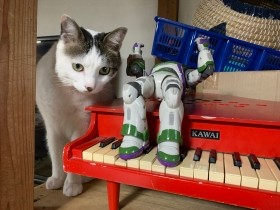 コミュニティハウスに「誰でもきていいよ」と言ったら　しっぽを切られた猫が来た