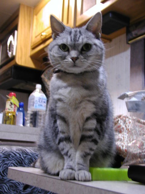 キャンピングカーのキッチンにて。「ご飯まだですか？」と、無言の圧をかけるココさん。