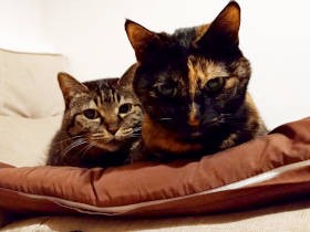 遊びたいのになぜか遊ばない……　サビ猫「あんず」、行き場のないキモチを相撲で発散