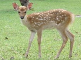 奈良公園の野生シカが「ペット化」　人への依存度高まり