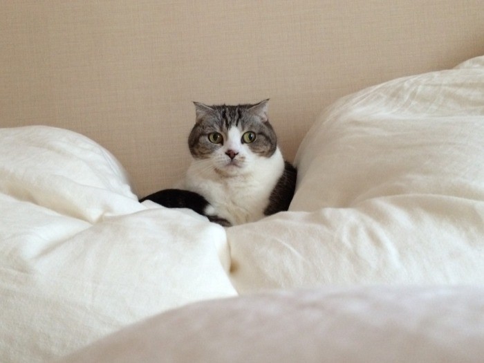 ふかふか気持ちいい