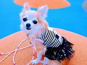 飼い主の言葉を理解し、不調の時にはそっと寄り添う　チワワの「メロン」